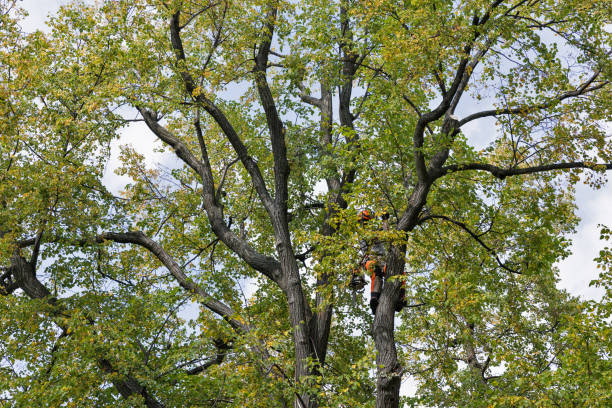 Professional Tree Care in Shadeland, IN